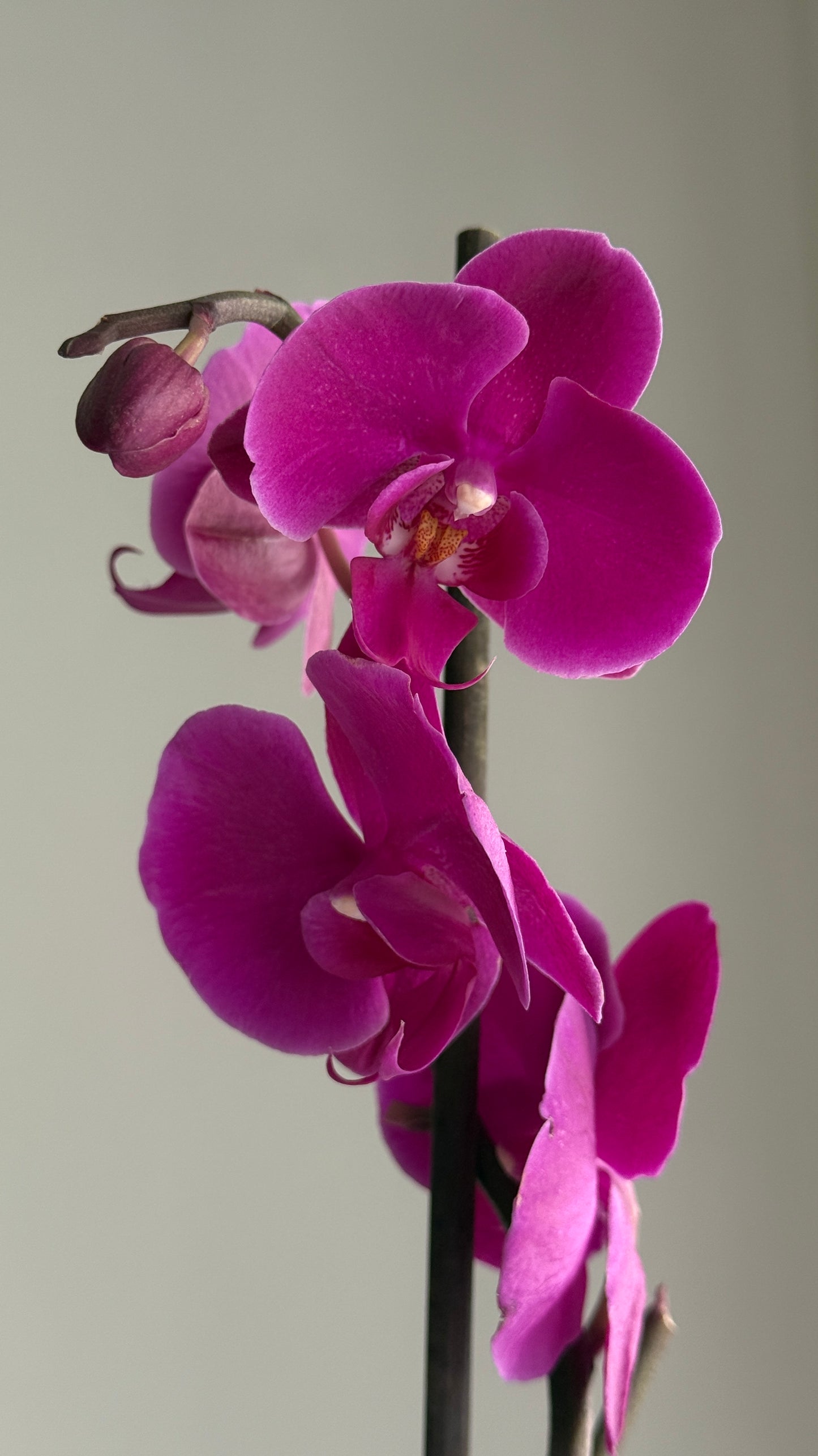 Orquídea Phalaenopsis